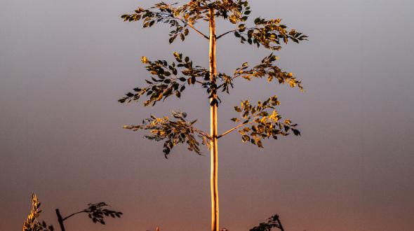 Ancrage© Jose Caldeira